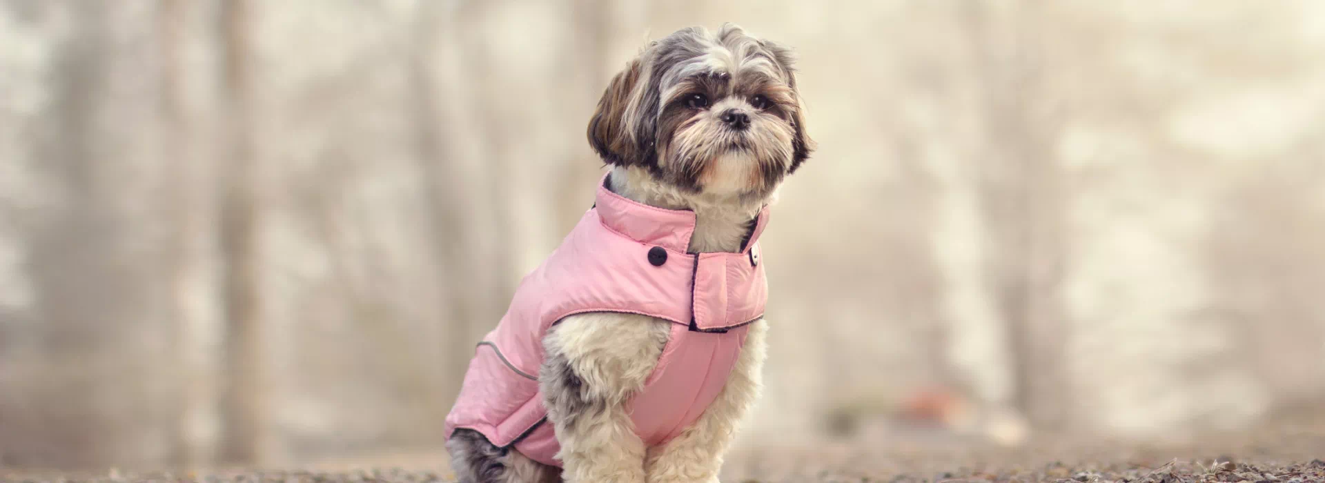 pies w różowej kurtce